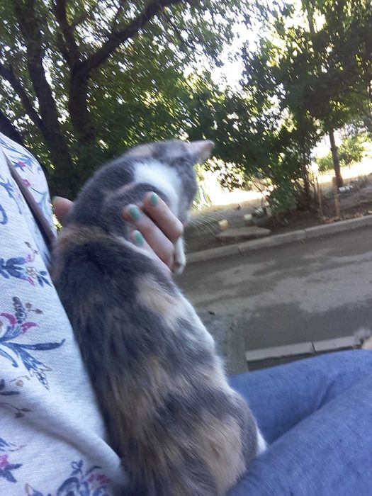 Отдам котёнка  (девочка)  в добрые ручки))