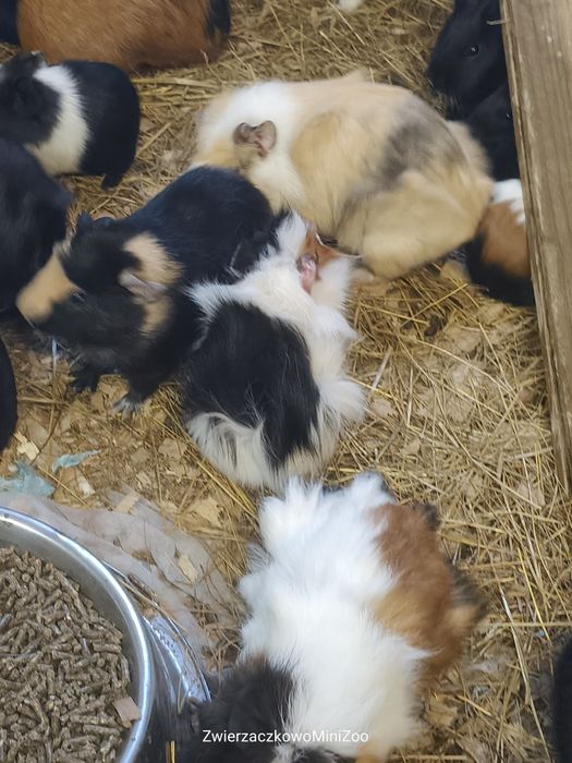 Świnki morskie szukają nowego kochającego domu