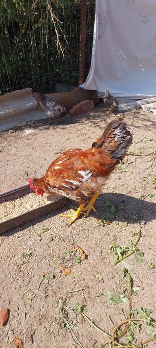 Продам молодых петушков