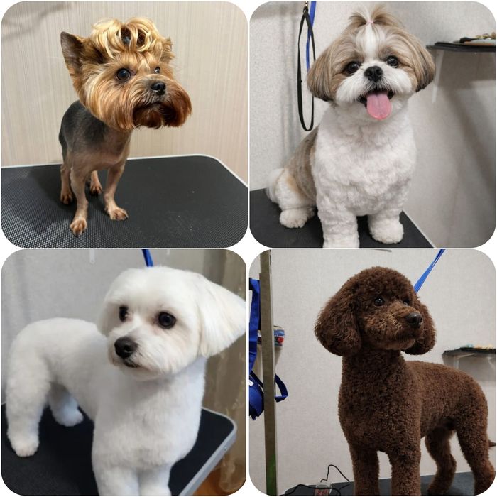 Грумінг стрижка тварин догляд за тваринами. Район автовокзалу. 400грн