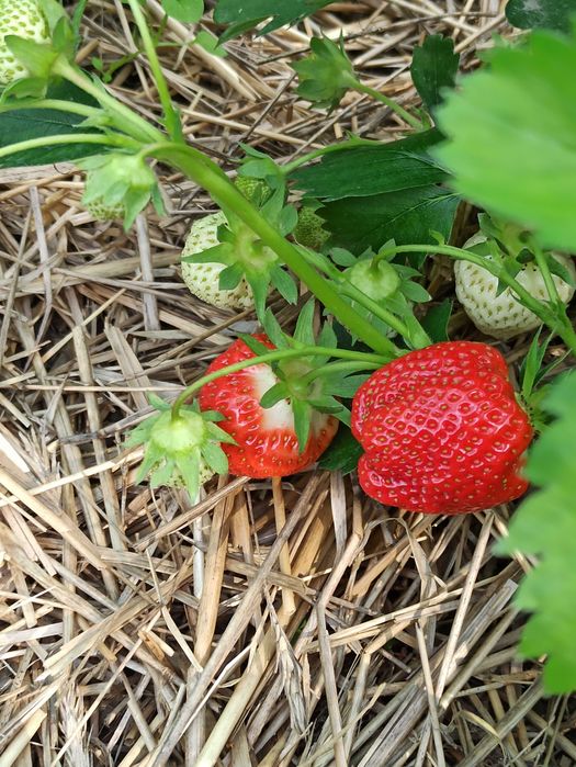Саджанці полуниці середніх сортів.