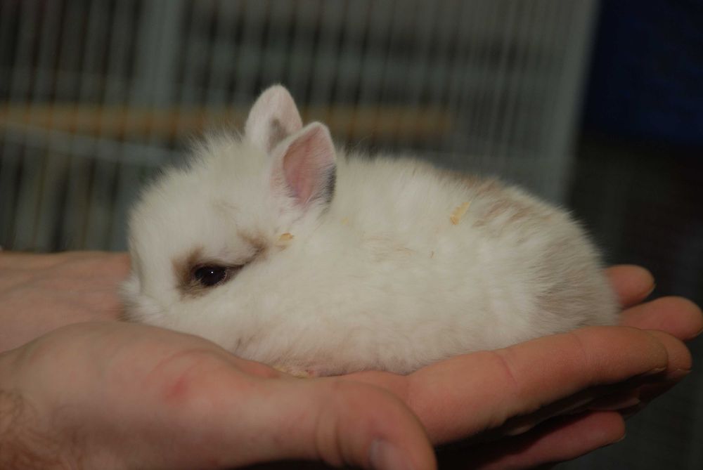 Білосніжні красунчики декоративні карликові міні кролики