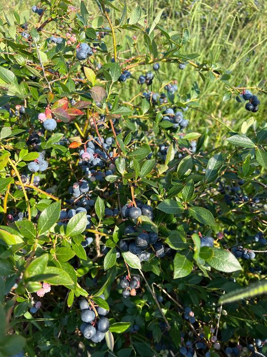 Mirtilos Biológicos - Dunas d' Ovar - terminou a epoca - nova Maio 25