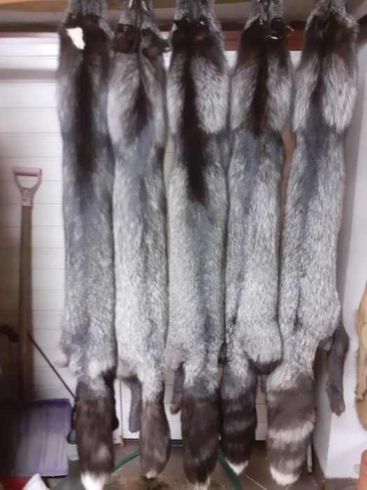 Skóra wyprawiona z lisa