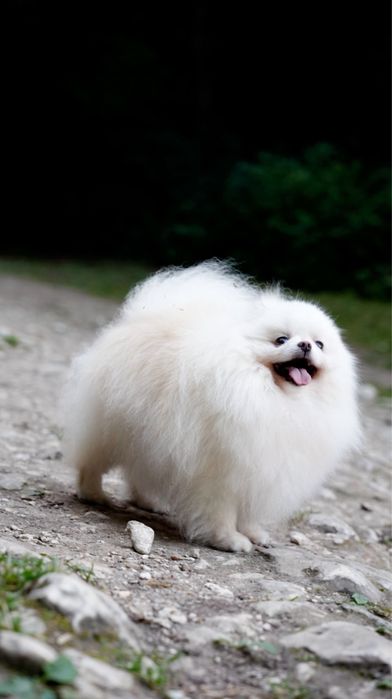 Pomeranian szpic miniaturowy – wyjątkowa suczka