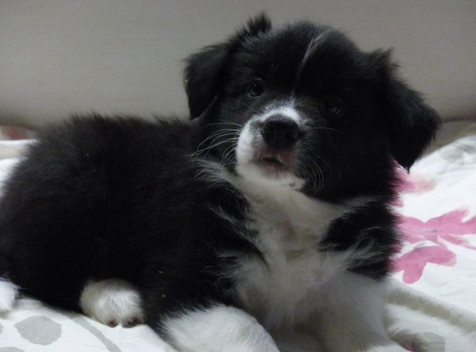 Border Collie ZKwP/FCI - suczka czarno-biała, gotowa do odbioru