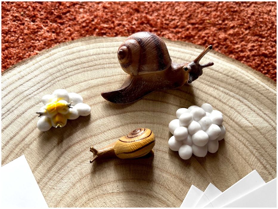 Ciclo de Vida - Caracol - Montessori