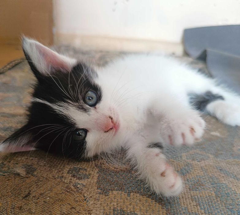 Кошенята шукають дім