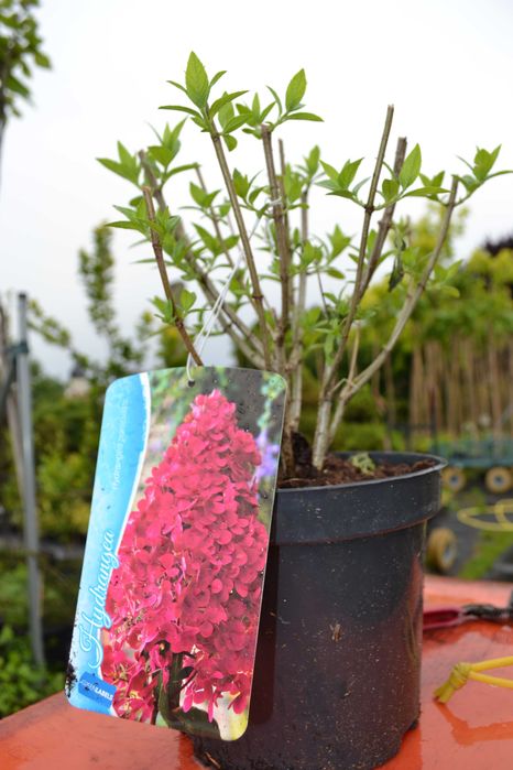 hortensja bukietowa w odmianach