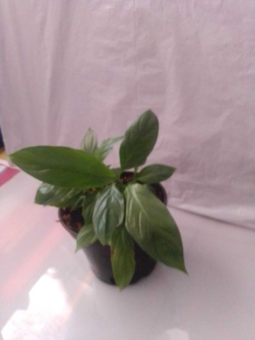 Plantas de interior/exterior