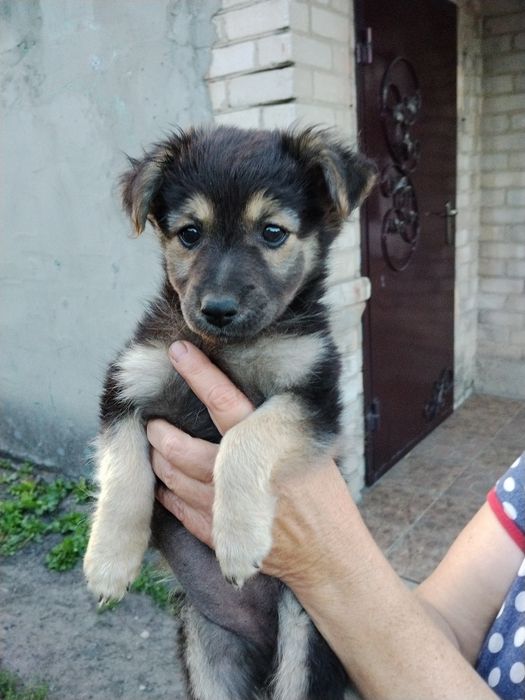 Віддам трьох цуценят