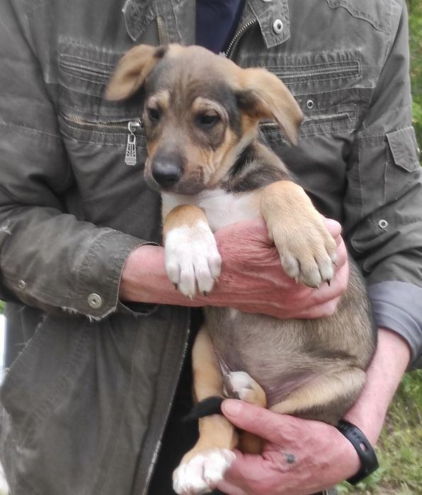 Гарні цуценята 3 міс прибл. , є щеплення