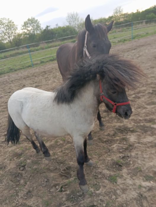 Kuc szetlandzki koń że sprzętem zamienię na hucuła