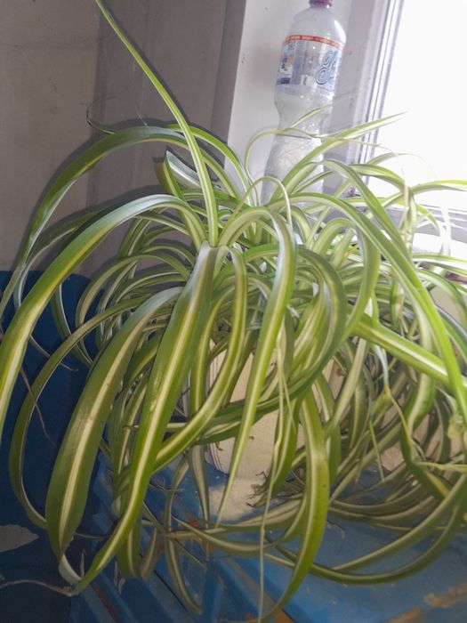 Хавортия , гастерия ...суккуленты, Хлорофитум