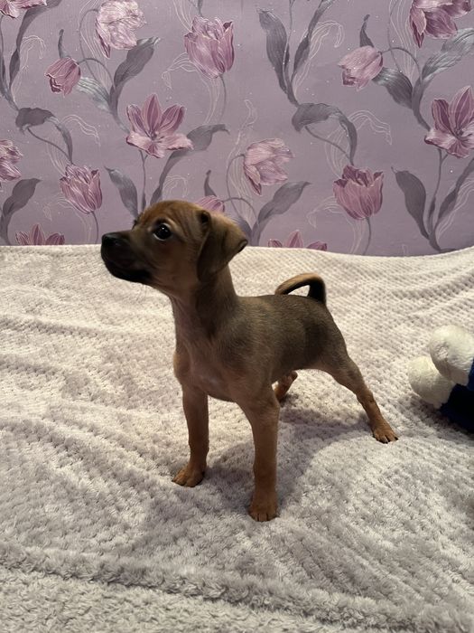 Цуцик Той-Терьєр