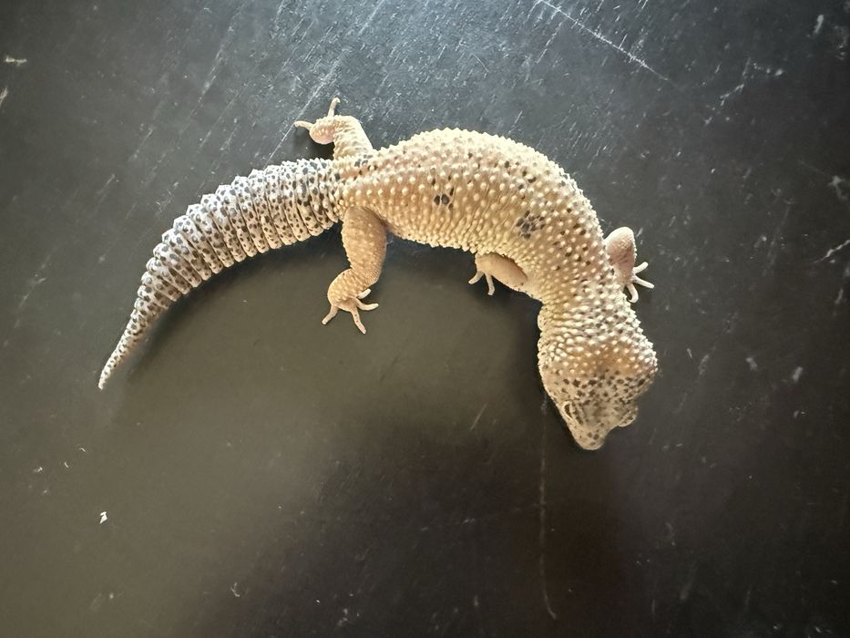 Gekon lamparci + terrarium
