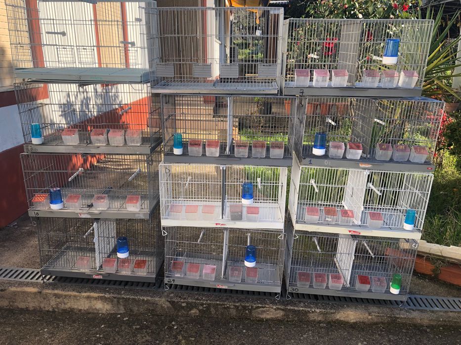 Gaiolas de pássaros