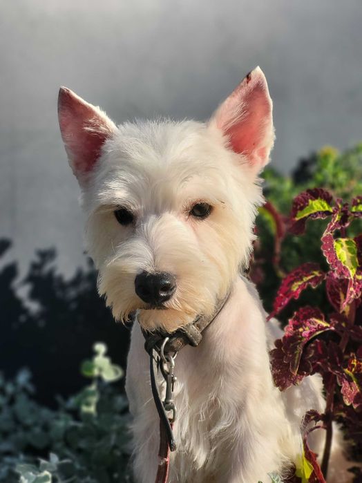 West Highlend White Terrier, цуценята з розплідника