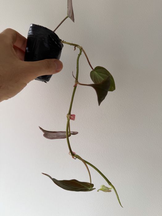 Philodendron Micans