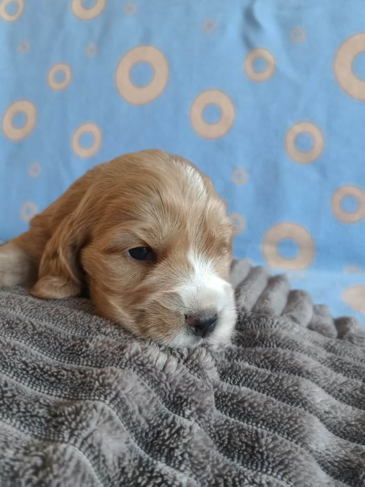 Suczka Cocker Spaniel Angielski