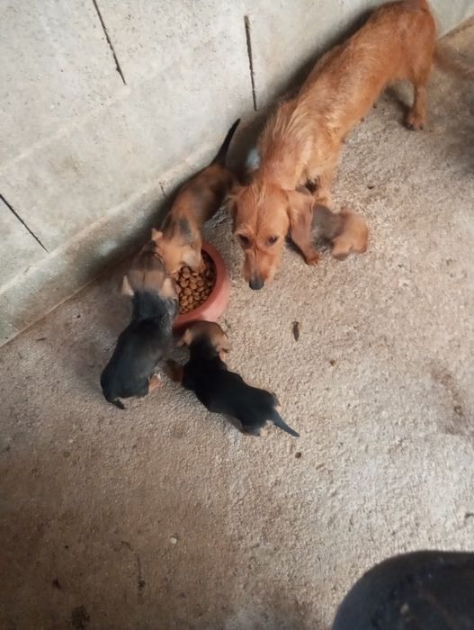 Cães de raça Teckel