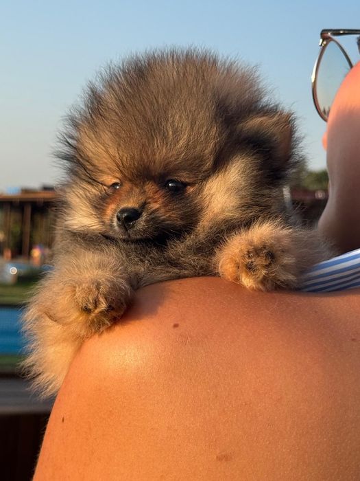 Lulu da Pomerânia Anão com LOP