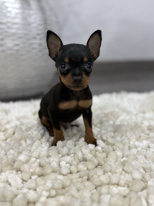 Pinscher miniatura min