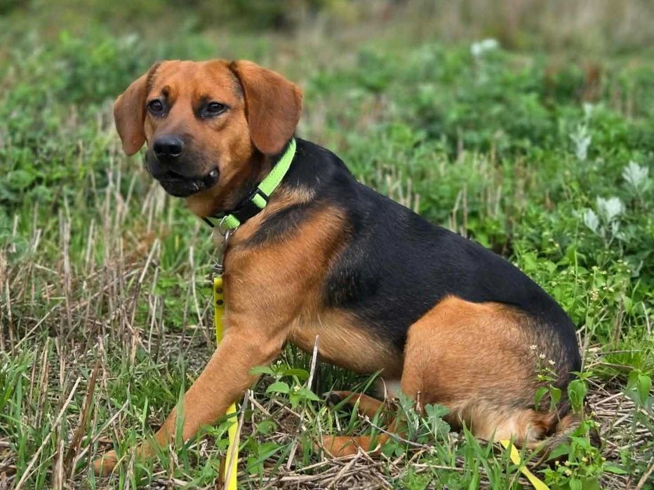 Fajny, młody, wesoły Figo poleca się do adopcji.