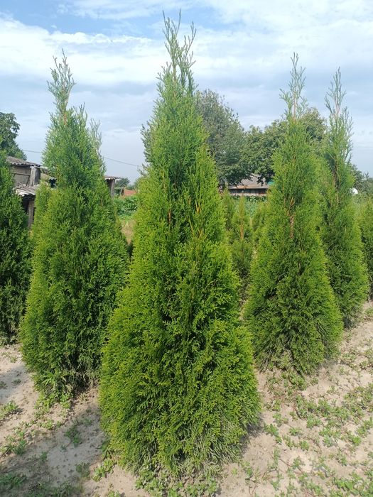 Туя smaragd смарагд