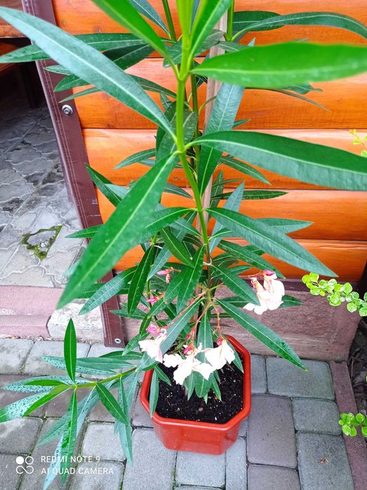 Олеандр               .