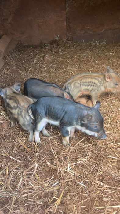 Porcos mangalitsa à venda