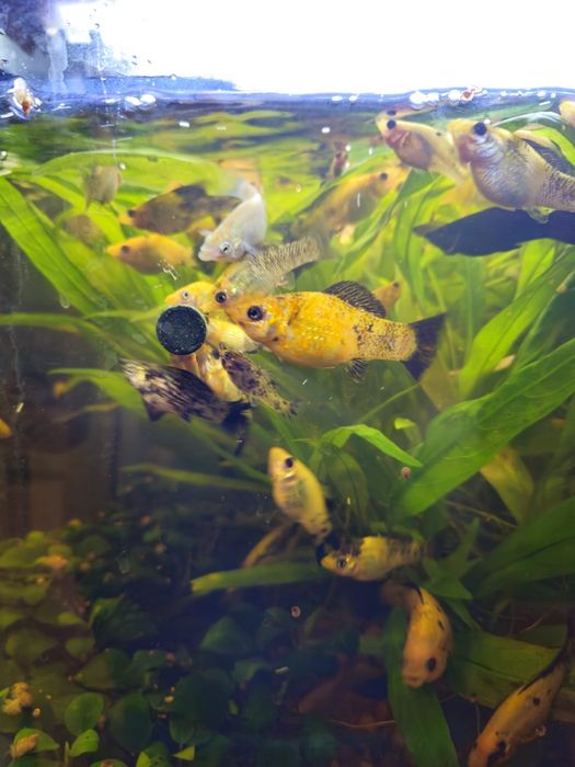 Rybki akwariowe Molinezje