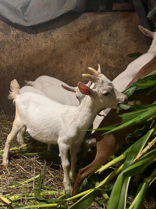 Vendo cabrito saneen