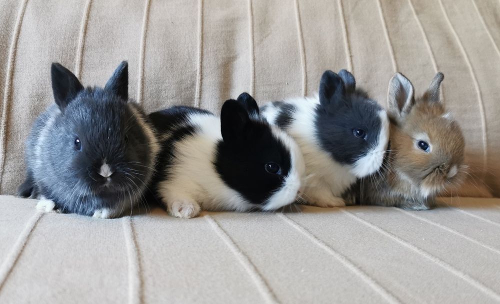 KIT Coelhos anões mini holandês e mini teddy lindíssimos