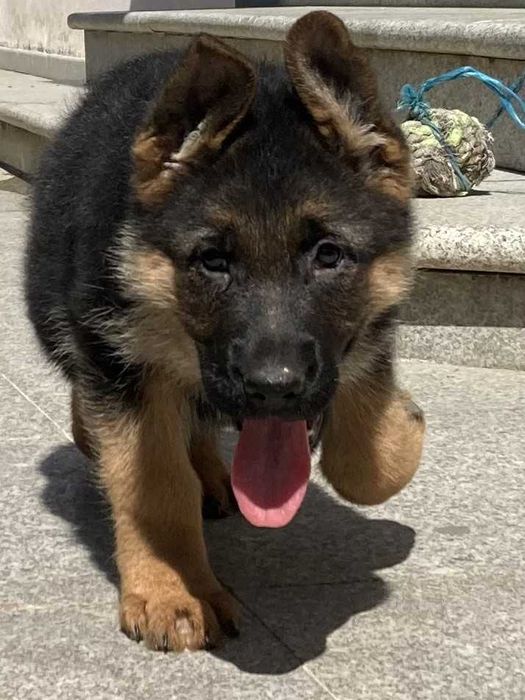 Cachorro de raça Pastor Alemão
