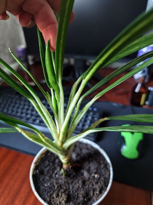 Аглаонема Маракот, Ліпстік пінк, Фрідман