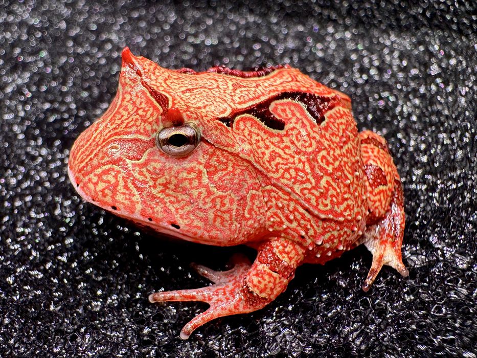 Żaby rogate Ceratophrys cornuta/cranwelli różne odmiany