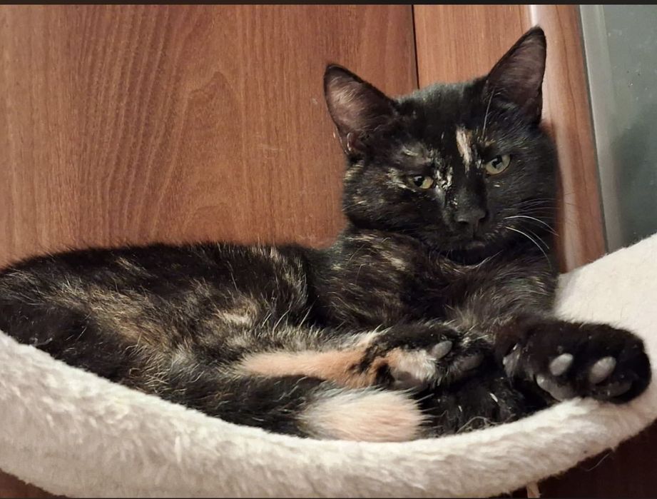 Dwie uratowane kotki szukają cierpliwego domu – Opole
