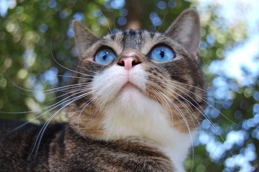 Алтайські котики