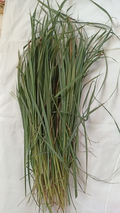 Горіхові перетинки, трава зубрівка