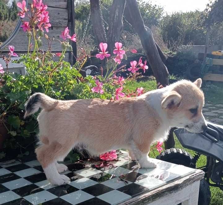 Szczenię rasy Welsh Corgi Pembroke