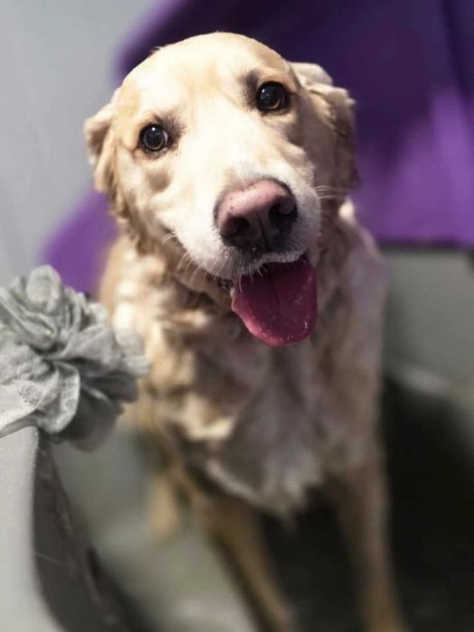 Profesjonalne zabiegi pielęgnacyjne dla wszystkich psów