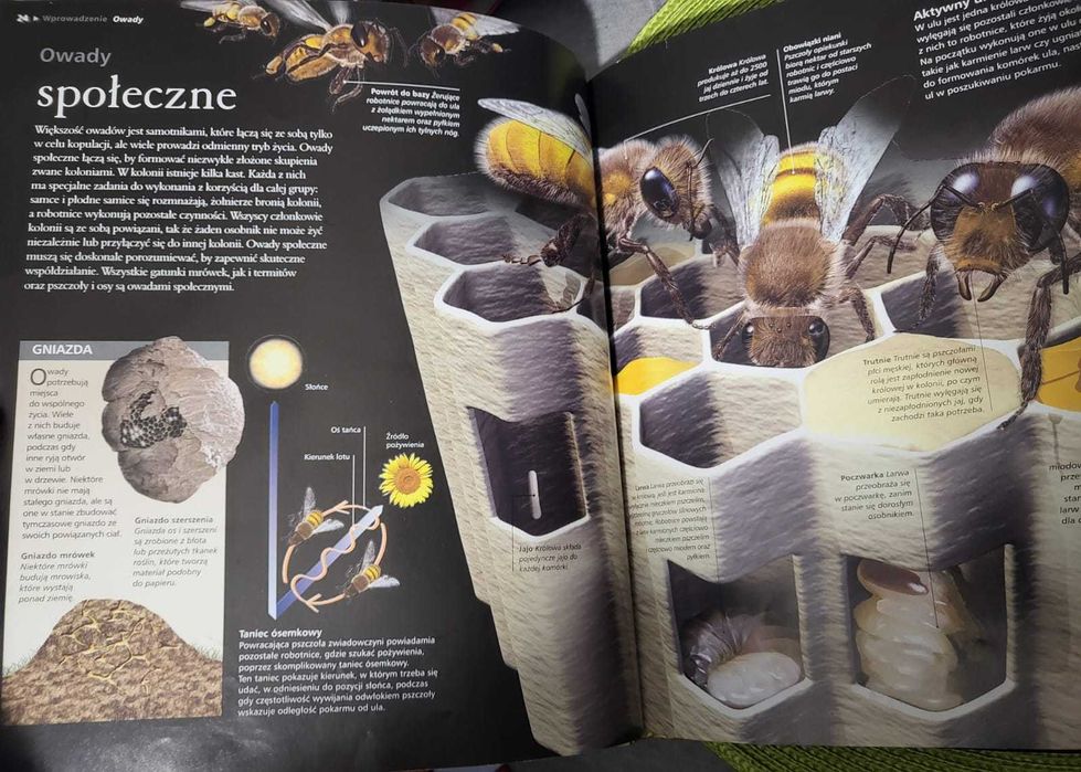 Encyklopedia. Owady i pająki,  Noel Tait, z serii Z Bliska
