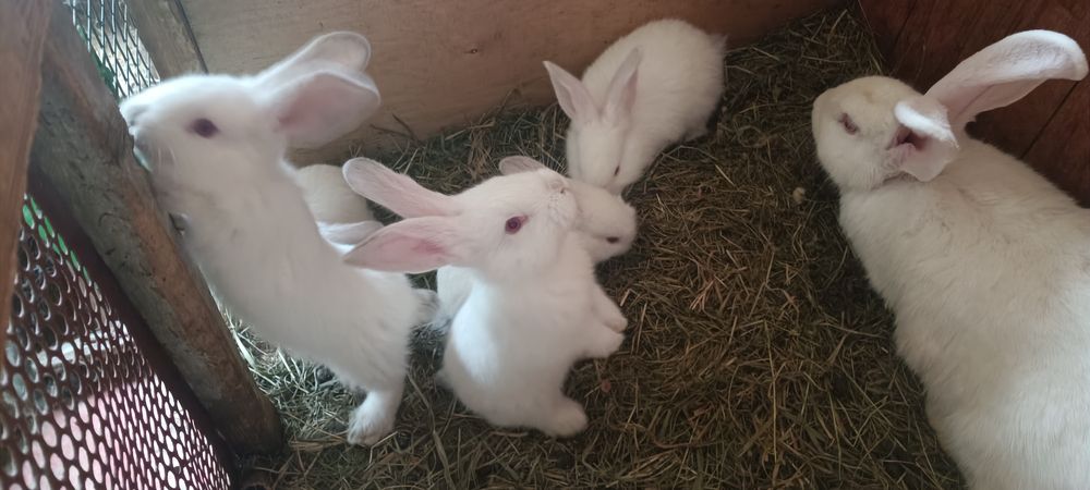 Króliki białe 3 miesięcznie