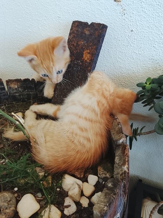 Gatinhos laranja para adoção