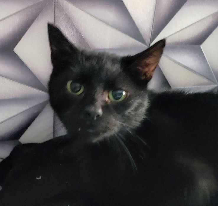 cudowna kicia potrzebuje znaleźć domek