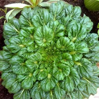 kit sementes insolitas