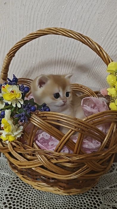 Золота шиншила ny 12