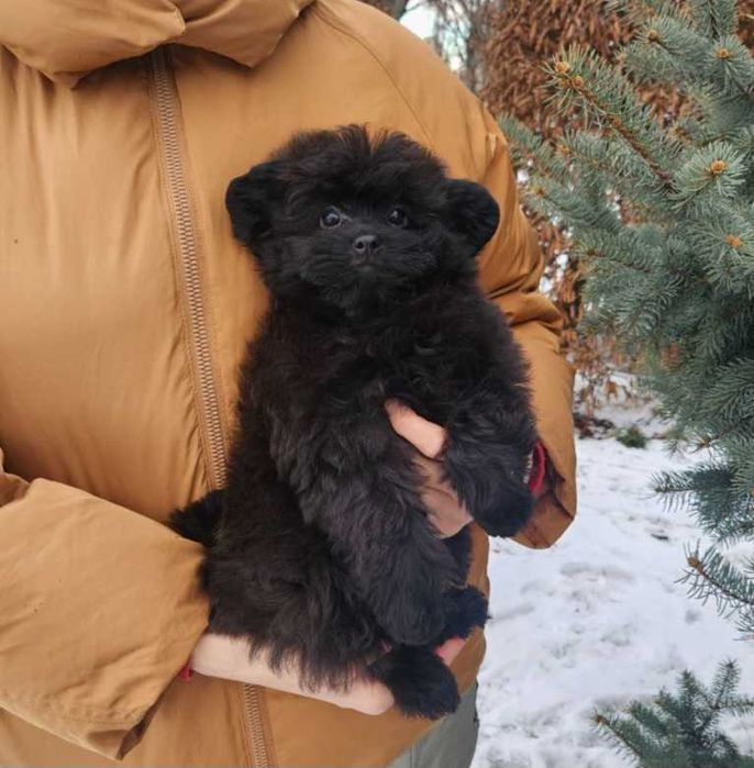 Teddy bear плюшка шпіцпу- хутрова кралечка з Києва