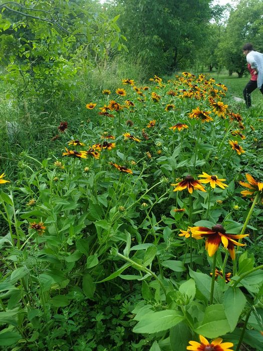 Rudbekia 3 duże sadzonki
